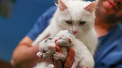 Bu özellik sadece Van kedisinde bulunuyor!