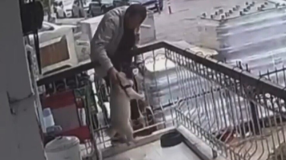 Bunu da gördük! Balkona tırmanıp köpeği çaldı