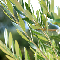 Zeytin yaprağının faydaları