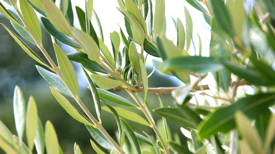 Zeytin yaprağının faydaları