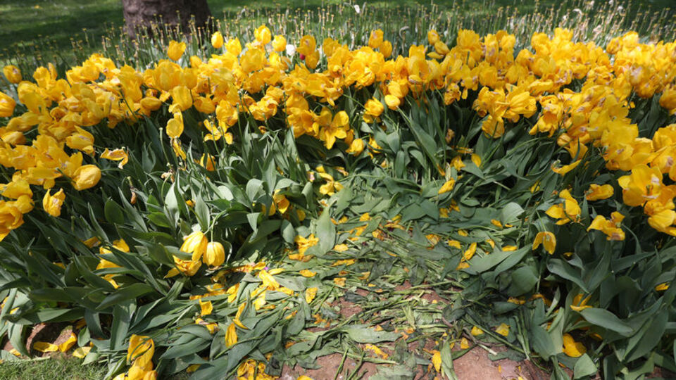 Gülhane Parkı'nda 'Lale bayramı' erken bitti