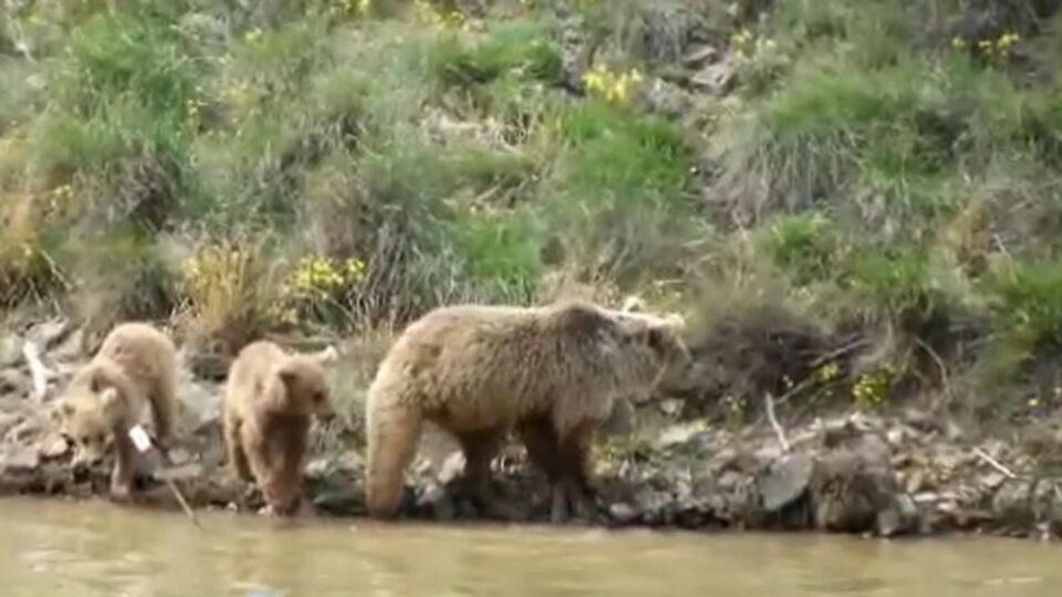 Yan yana geldi, çok yakından görüntüledi!