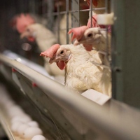 Kanada’da 1,7 milyon kanatlı hayvan itlaf edildi