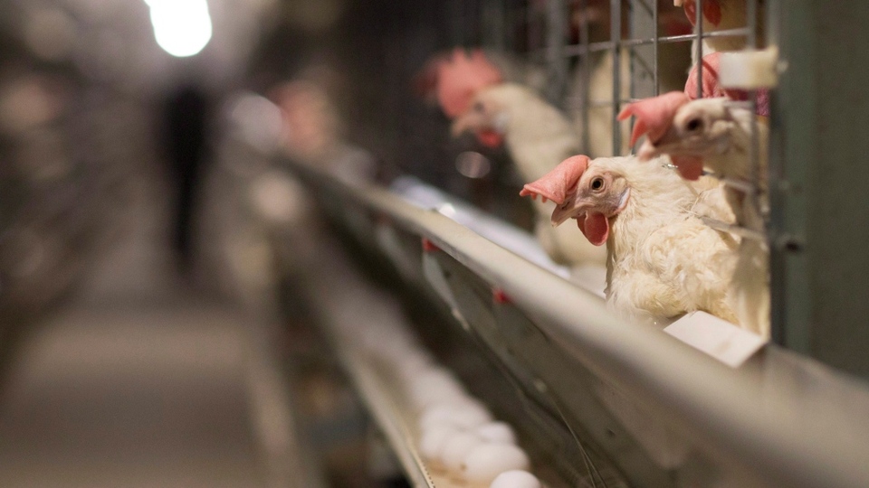 Kanada'da 1,7 milyon kanatlı hayvan itlaf edildi