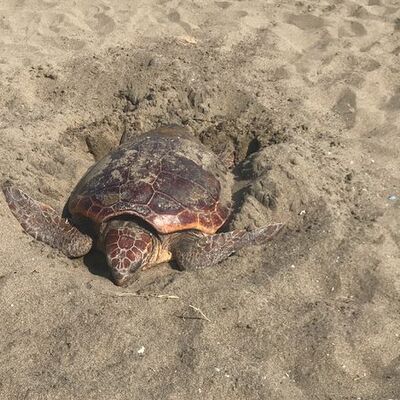 İztuzu'nda heyecan! Yumurta bırakmaya başladılar
