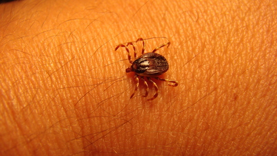 Kritik kene uyarısı! Bu belirtiler varsa dikkat!