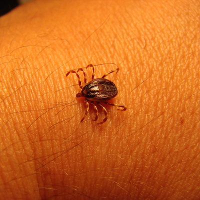 Kritik kene uyarısı! Bu belirtiler varsa dikkat!