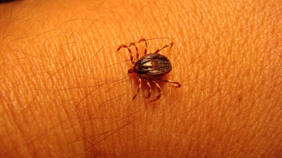 Kritik kene uyarısı! Bu belirtiler varsa dikkat!