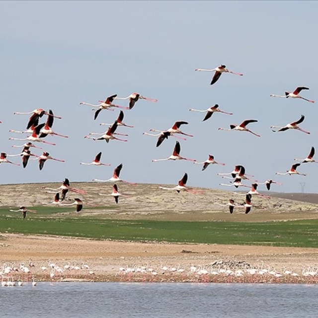 Tuz Gölü'nde geçen yıl 1877 flamingo dünyaya geldi