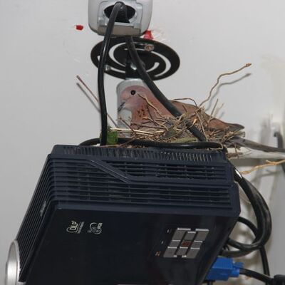 Öyle bir yere yuva yaptı ki!