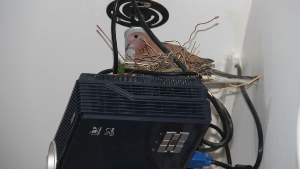 Öyle bir yere yuva yaptı ki!