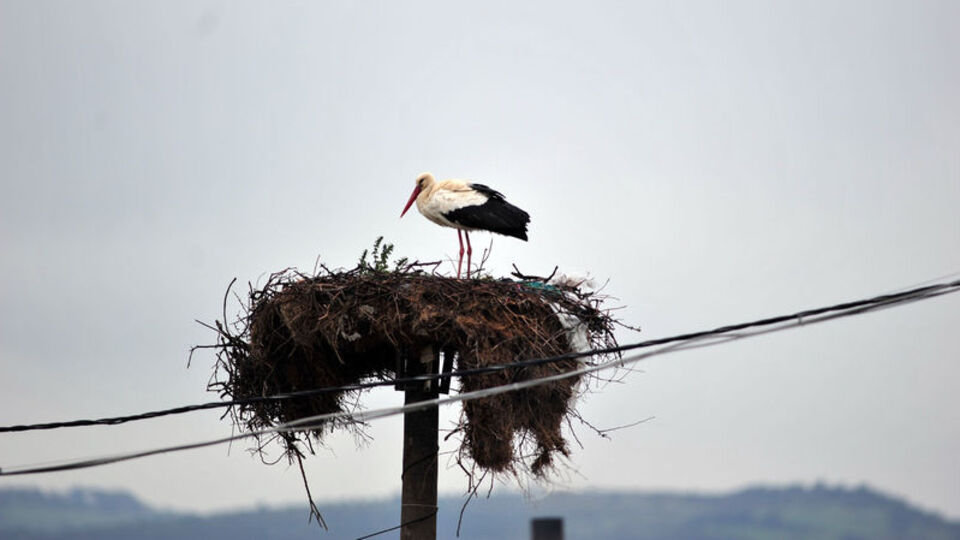 Yaren leyleğin yavruları için heyecanlı bekleyiş!