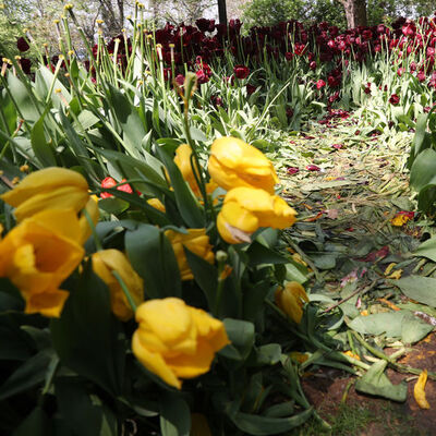 5 milyon laleye 12 milyon TL