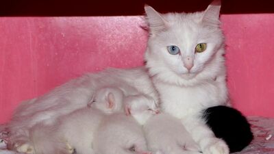 100 yavru dünyaya geldi! Yanına yaklaştırmıyorlar