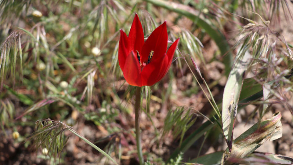 Yılda sadece bir kez açıyor... Sakın koparmayın!