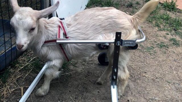 Gülümseten anlar... Felçli oğlak için tasarladı!
