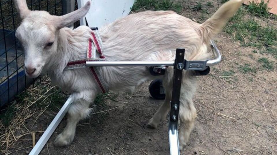 Gülümseten anlar... Felçli oğlak için tasarladı!