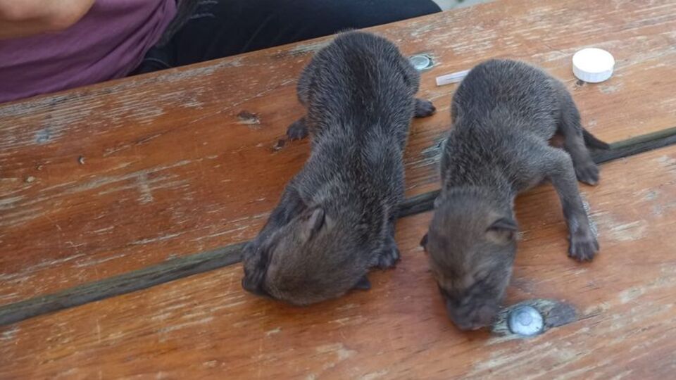 Anneleri ölmüş 3 çakal yavrusu koruma altına alındı