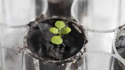 Ay'dan getirilen toprakta yetişti