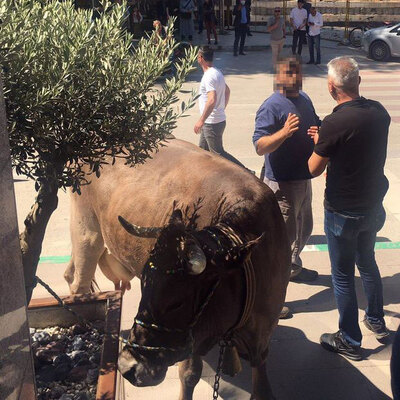 Kaçak ahır yıkıldı! İneklerle baskın!