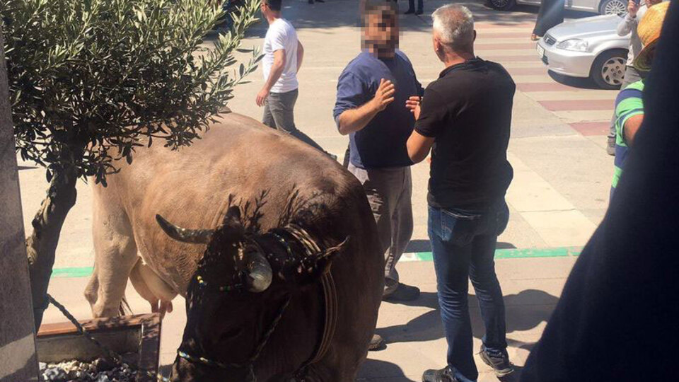 Kaçak ahır yıkıldı! İneklerle baskın!