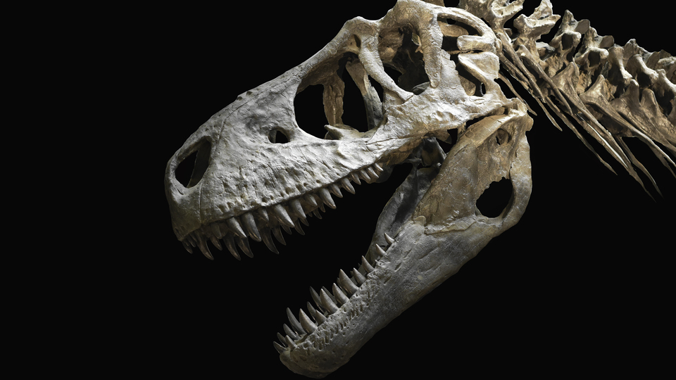 Jurassic Park filmine ilham vermişti... Rekor fiyat!