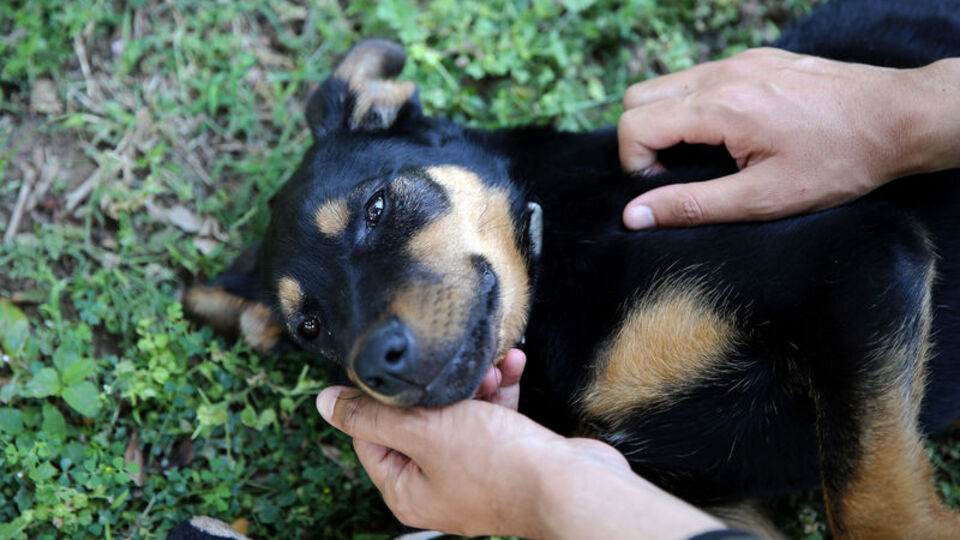 Yaşama kötü başlamıştı! Şimdi 'emin ellerde'