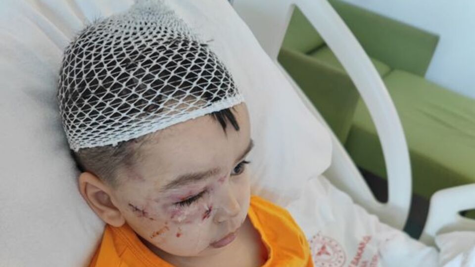 Köpek güzellik yarışmasında korkunç olay!