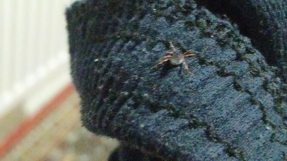 Kabus geri döndü, bir can aldı!