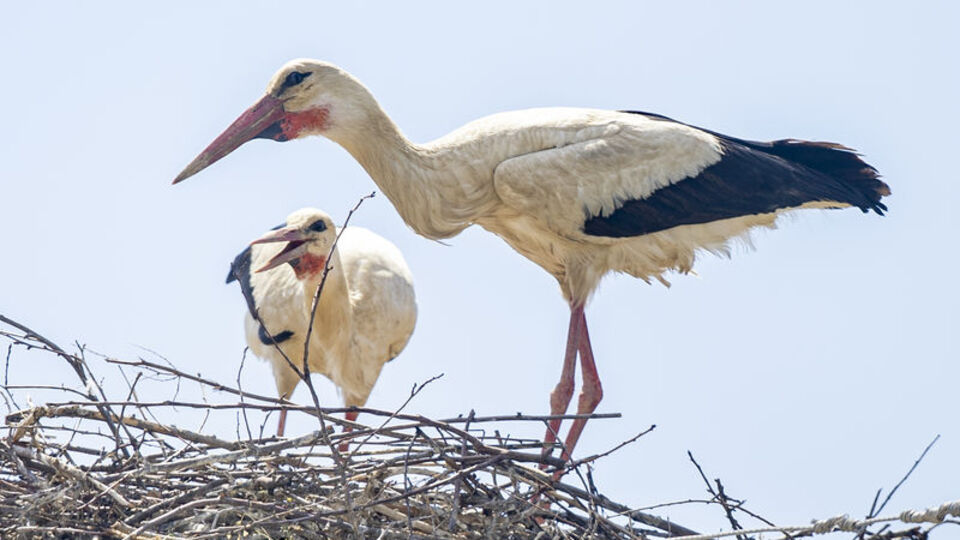 Beldenin yıllardır değişmeyen konukları