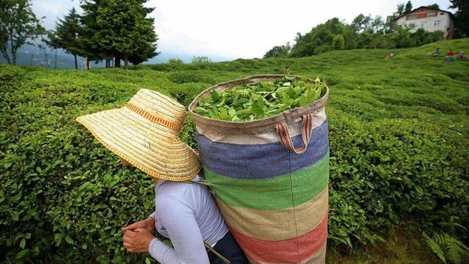 2022 Yaş çay alım fiyatı ne kadar, kaç TL?