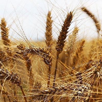 Bakanlıktan Hindistan'dan buğday ithal edildiği iddialarına yanıt