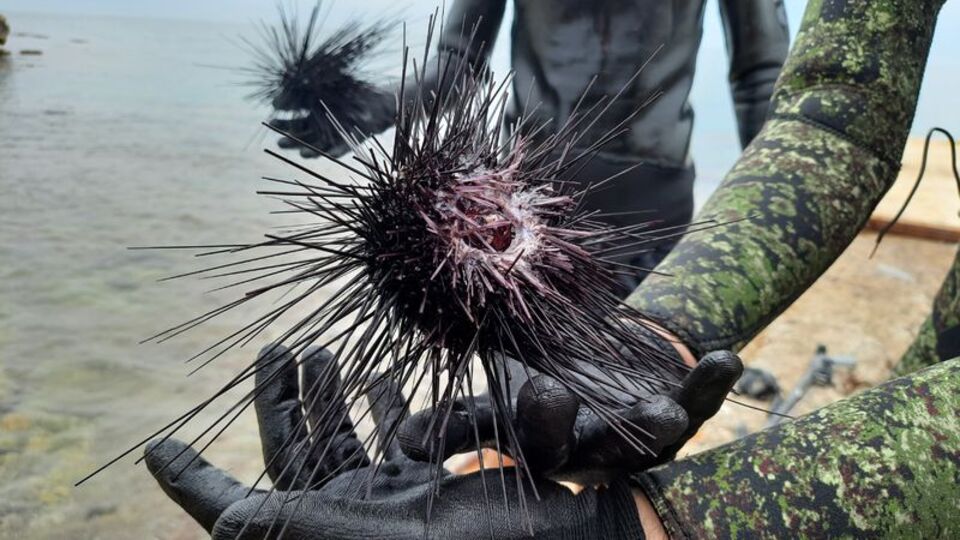 Akdeniz'de korkutan açıklama! Dikenli zehirli istilacı!