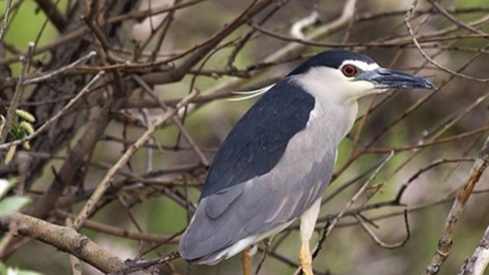 Sultan Sazlığı ve Aladağlar Milli Parkı'nda 139 kuş türü sayıldı