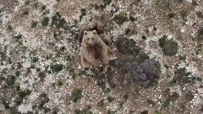 Ayının koruma içgüdüsü! Dronu görünce...