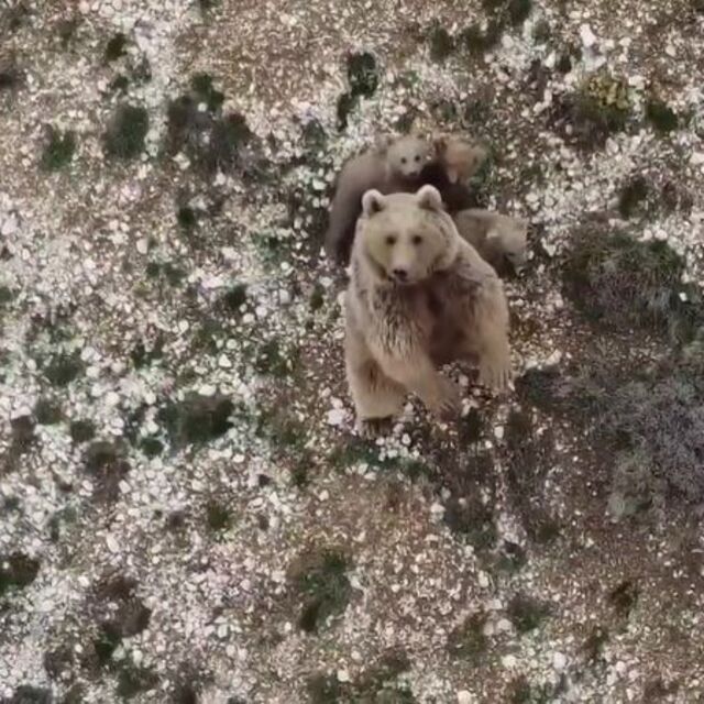 Ayının koruma içgüdüsü! Dronu görünce...