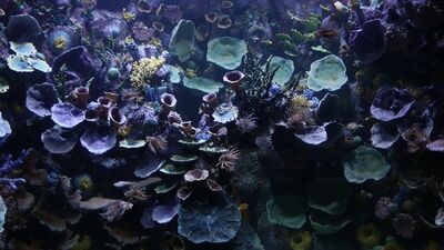 Tünel Akvaryumu ziyarete açıldı