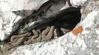 Tek ısırığı öldürüyor! O kentte sürü halinde görüldü!