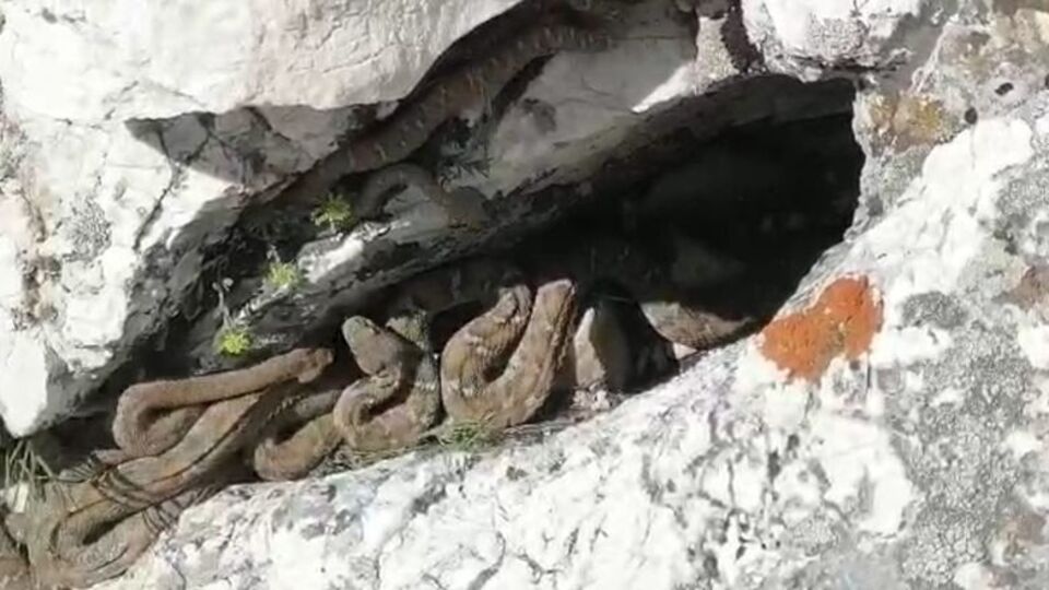 Tek ısırığı öldürüyor! O kentte sürü halinde görüldü!