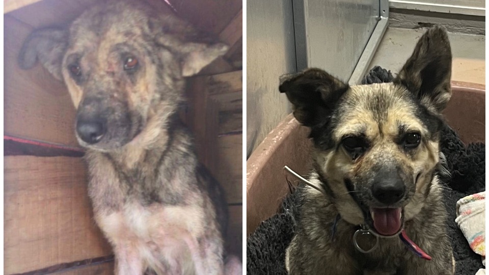 Sosyal medya kaderini değiştirdi! Zonguldak'tan Londra'ya...