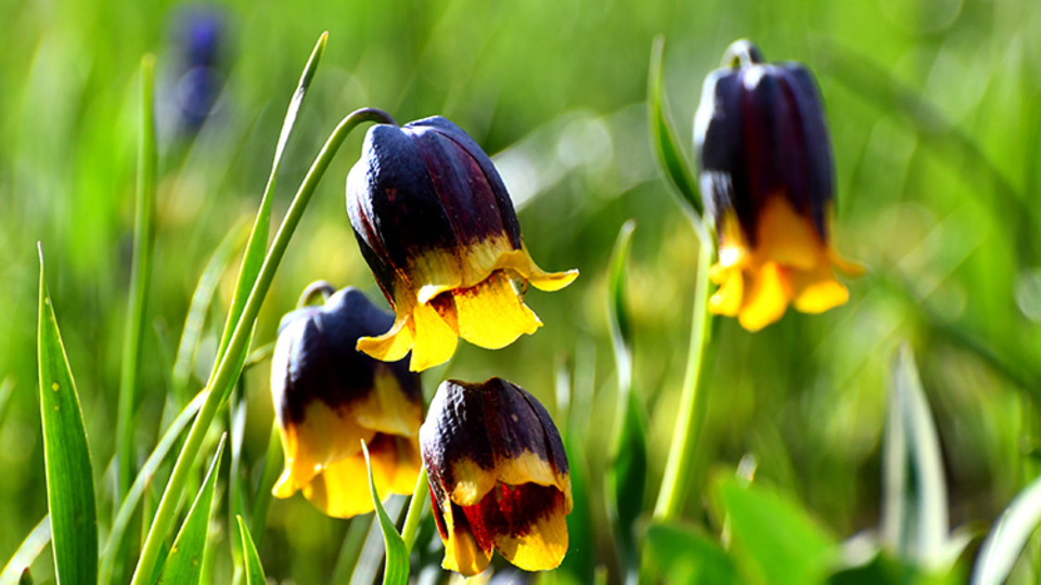 Sarı dudak ters laleleri Sarıkamış'ın doğasını süsledi