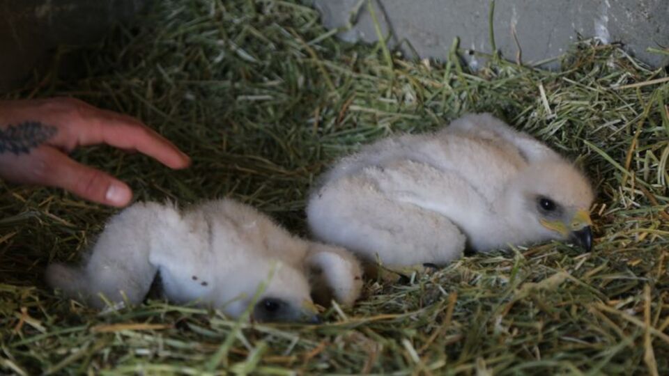 Yuvalarından düşen 2 yavru kartala özenle bakılıyor
