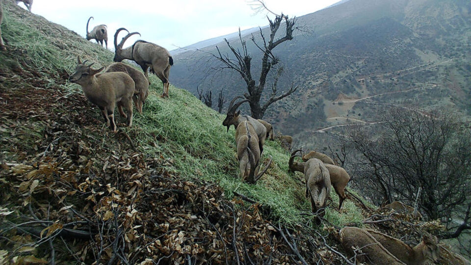 Doğal ortamında fotokapanla görüntülendi
