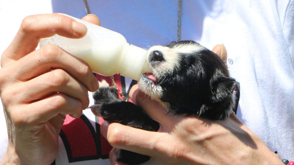Anneleri kazada ölen 9 yavru köpeği sahiplendiler