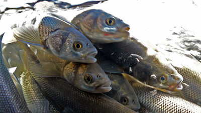 Görüntülemek için suya girdiler! İşte zorlu yolculuk