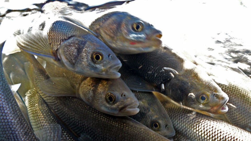 Görüntülemek için suya girdiler! İşte zorlu yolculuk