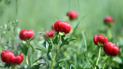 Ender görülen İtecik lalesini koparana ceza!