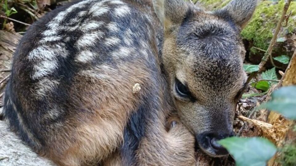 Yaralı karaca yavrusu tedavi altına alındı