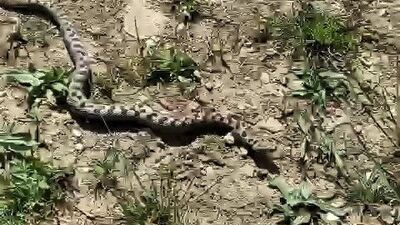 Doğal ortamında görüntülendi