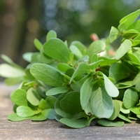 Semizotunun faydaları